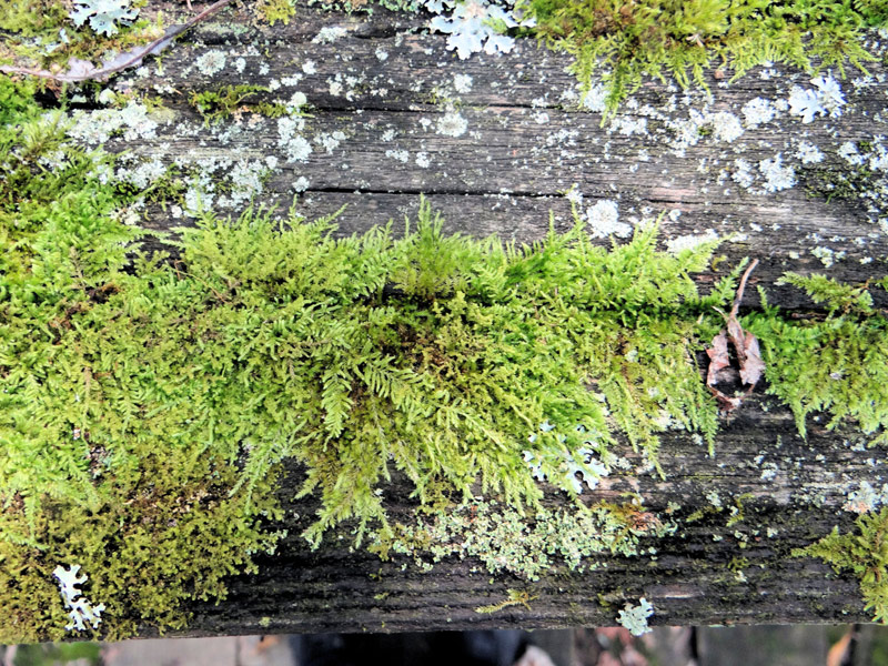 Ctenidium subrectifolium